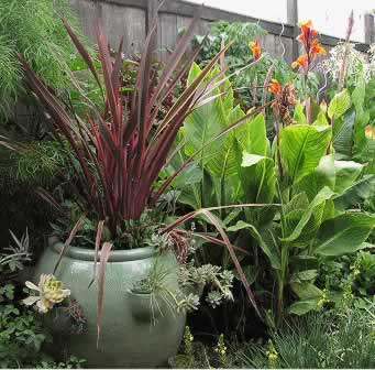 The rich, red, New Zealand flax coupled with the bright, orange blooms of the tropical Canna creates drama.