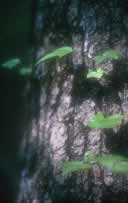 Shadowed tree trunk