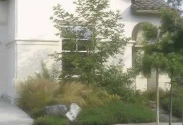 Ornamental grasses can be low maintenance