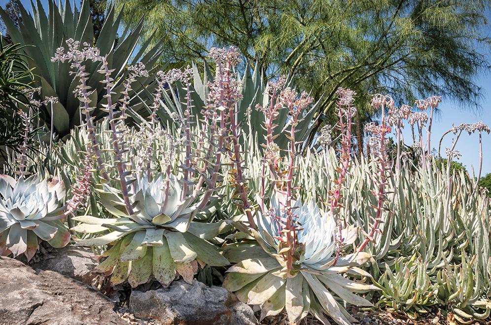 Chalk succulent