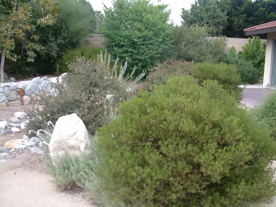 Manzanita in the Back