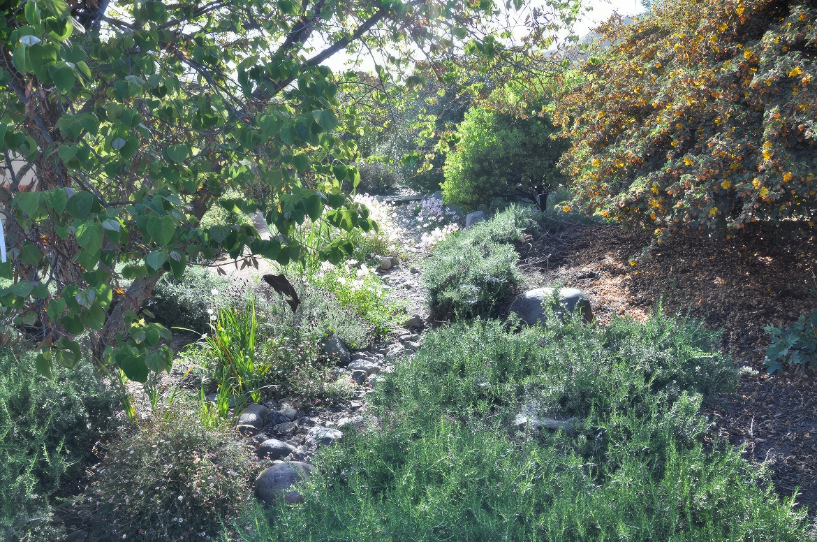 Delicate Stream Bed