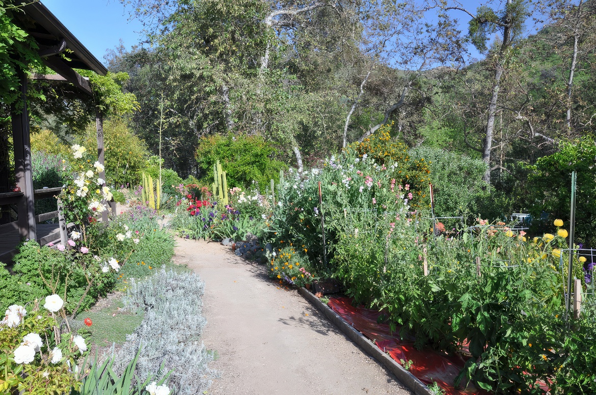 Back Yard Path at the Home Arboretum