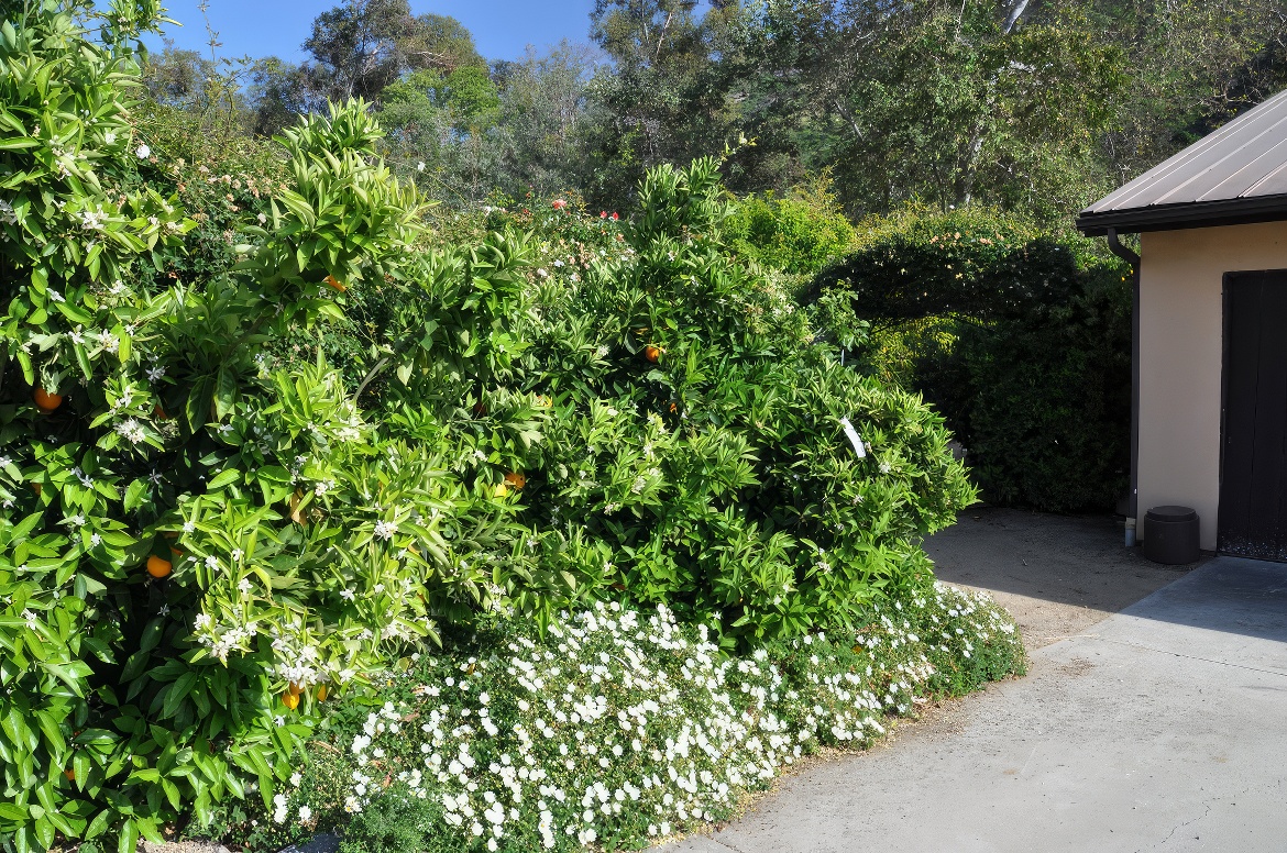 By the Garage Plantings