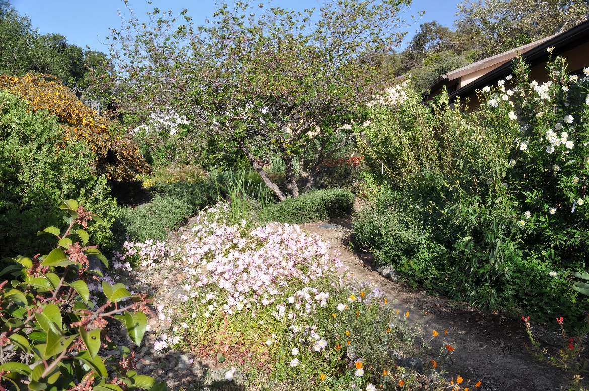 Primerose in the Garden