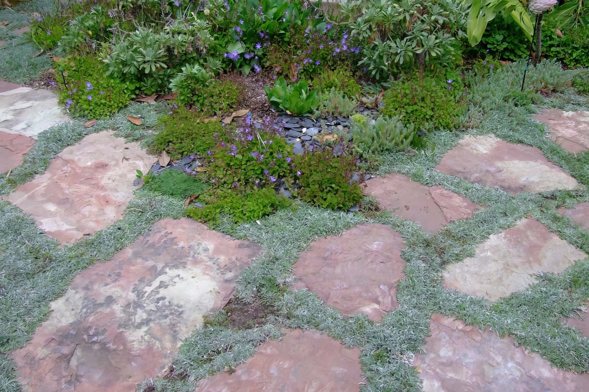 Pavers and Dymondia