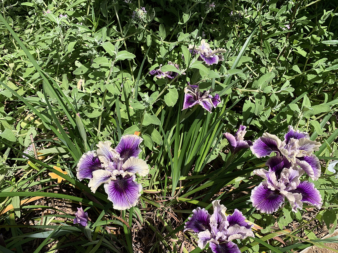 Iris Blooms