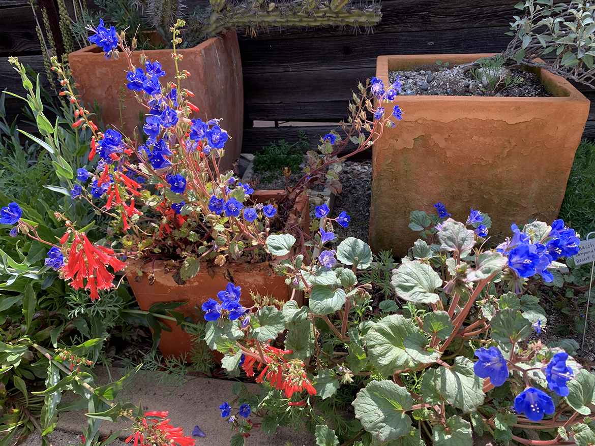 Glorious Potted Plants
