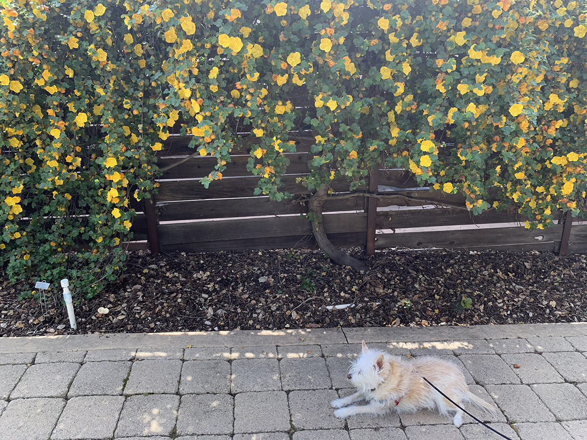 Guard Dog