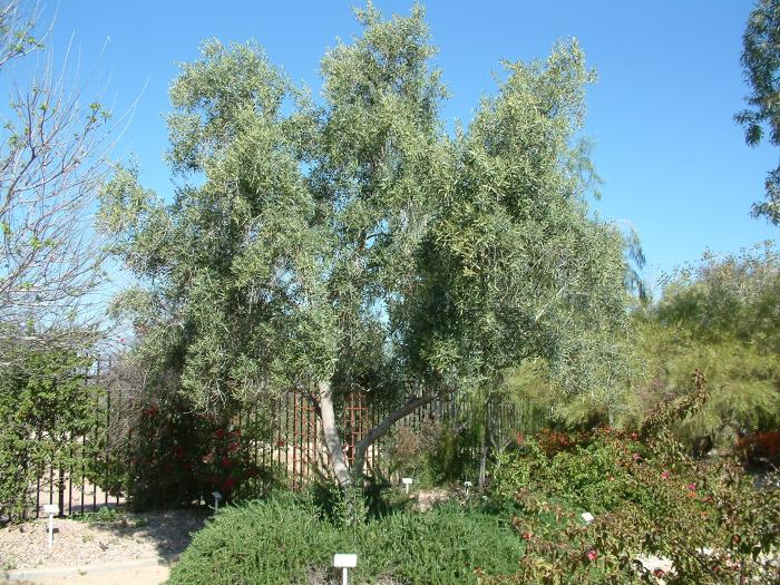 Swan Hill Fruitless Olive