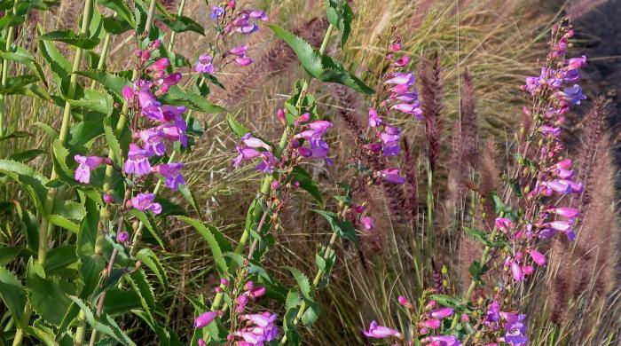 Penstemon spectabilis