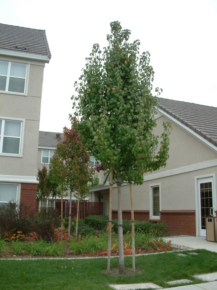 Chanticleer Columnar Callery Pear