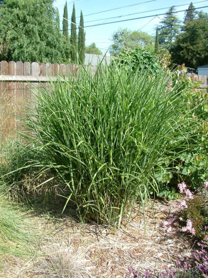 Miscanthus 'Zebrinus'