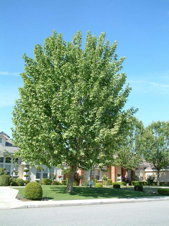 Platanus racemosa'