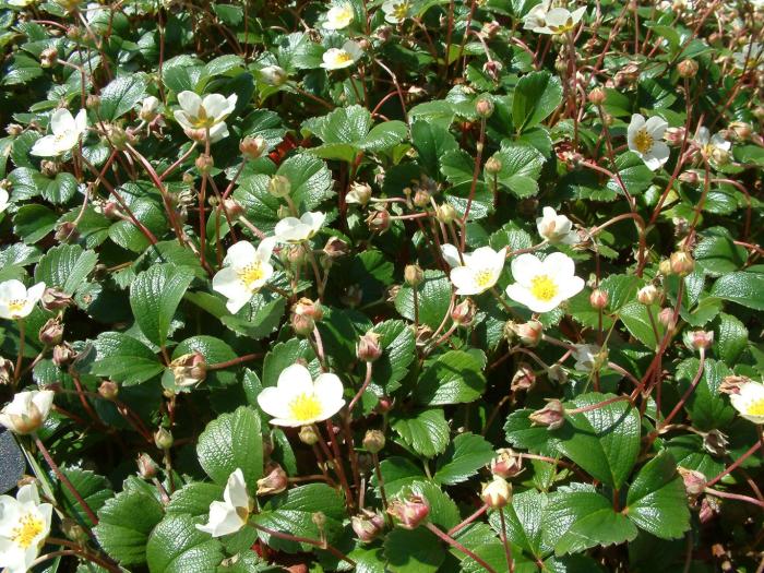 Plant photo of: Fragaria chiloensis