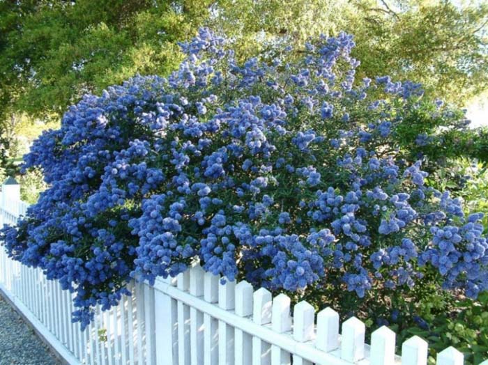 Plant photo of: Ceanothus 'Concha'