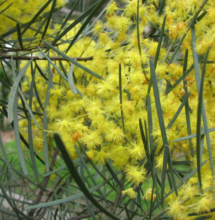 River Wattle