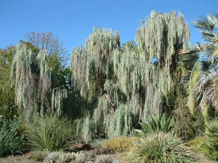 Weeping Acacia