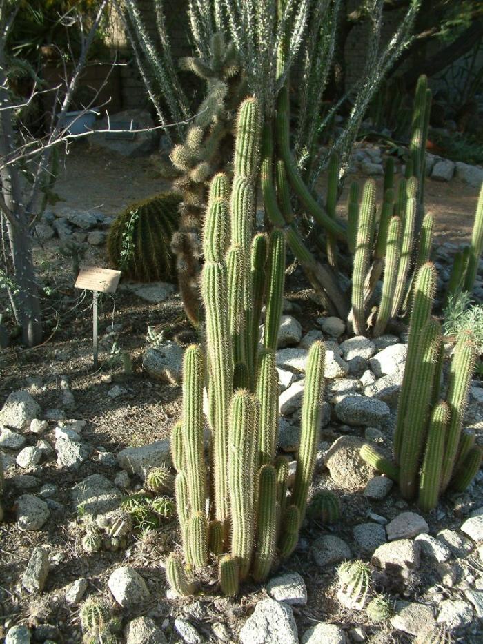 Golden Torch Cactus