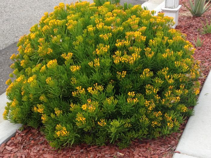 Succulent Bush Senecio