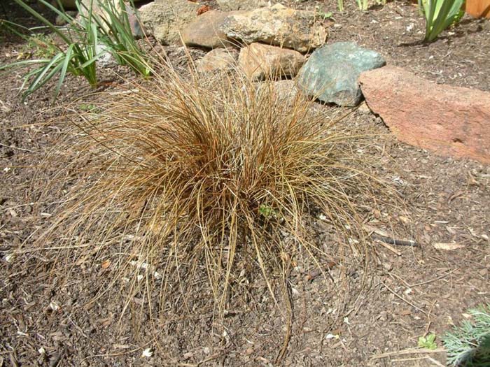 Curly Top Sedge