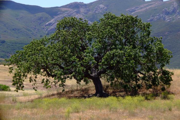 Quercus agrifolia'