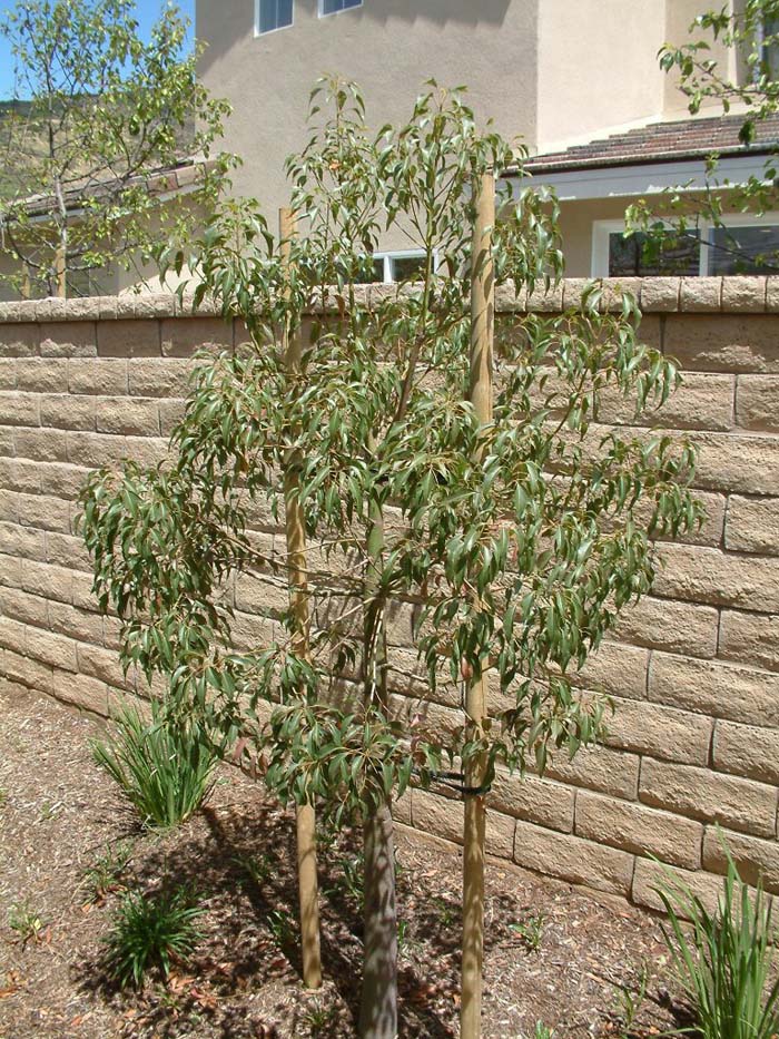Bottle Tree, Kurrajong