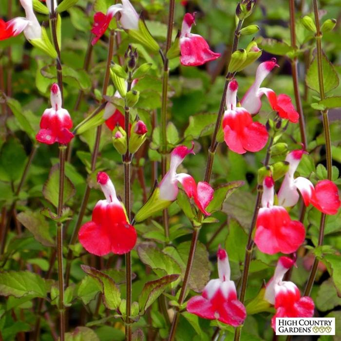 Salvia 'Hot Lips'