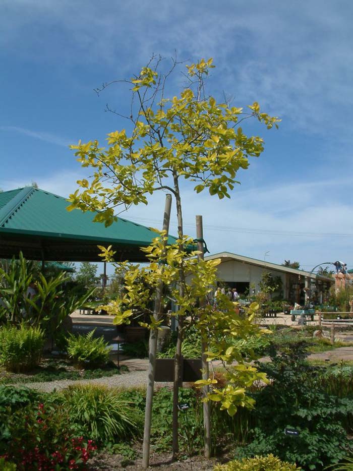 Diospyros kaki