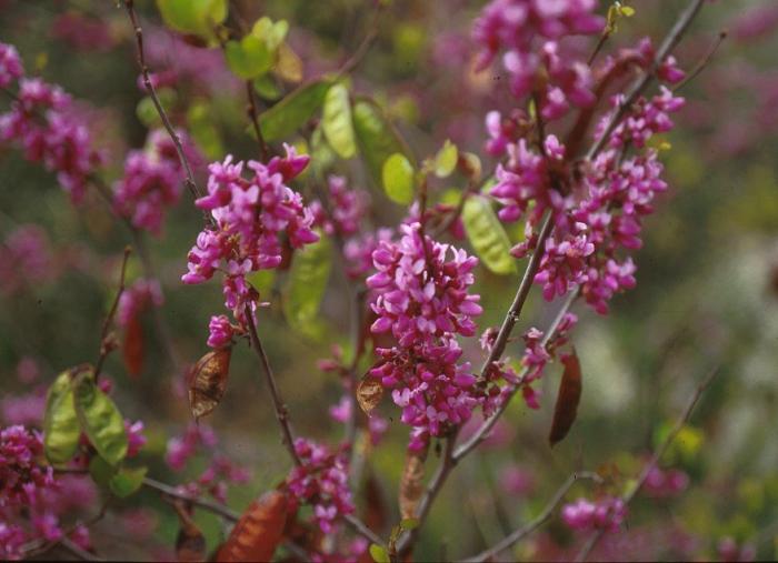 Cercis occidentalis