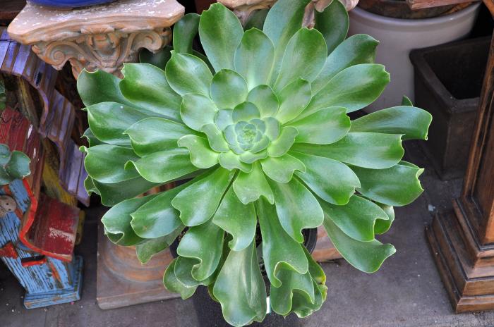 Stalked Aeonium