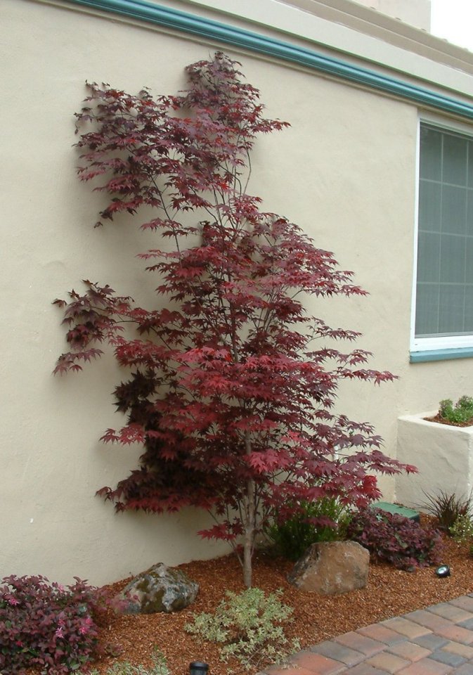 Ribbonleaf Purple Japanese Maple