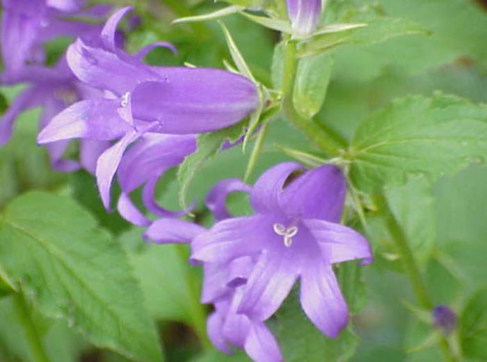 Great Bellflower