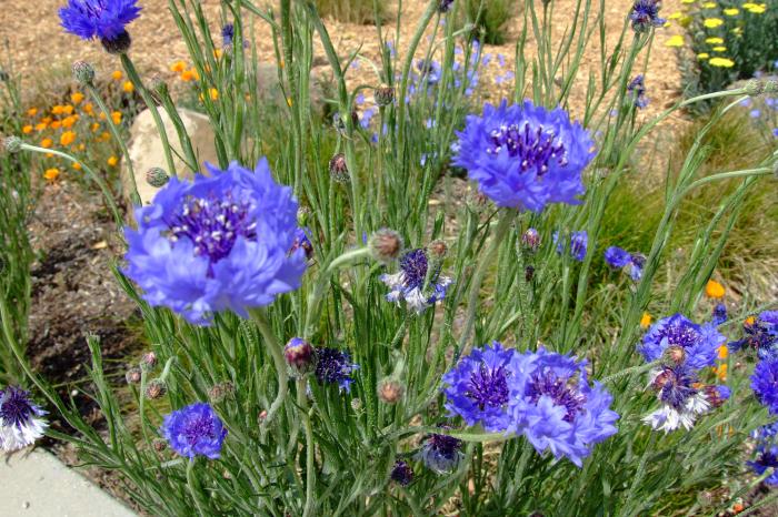 Cornflower, Bachelor's Button