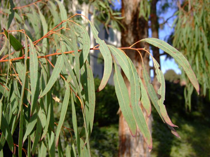 Coral Gum