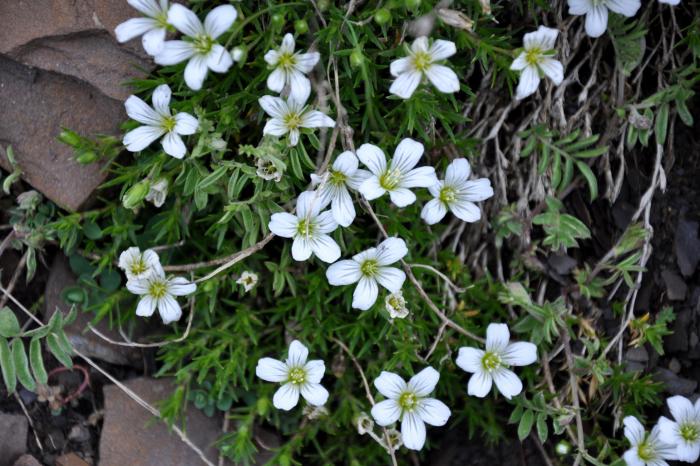 Creeping Baby's Breath