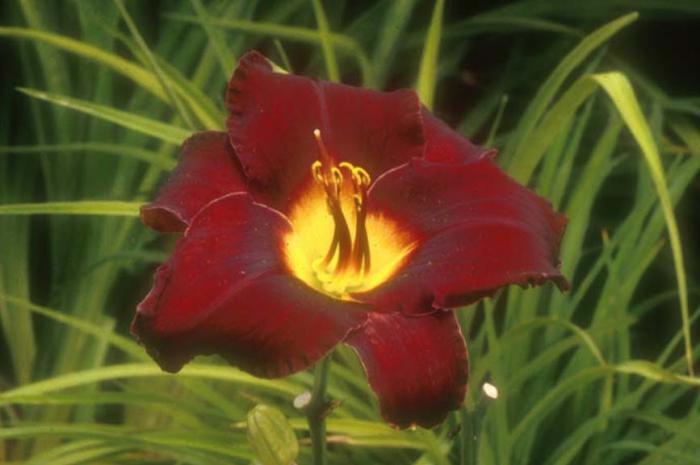 Hemerocallis 'Acapulco Night'