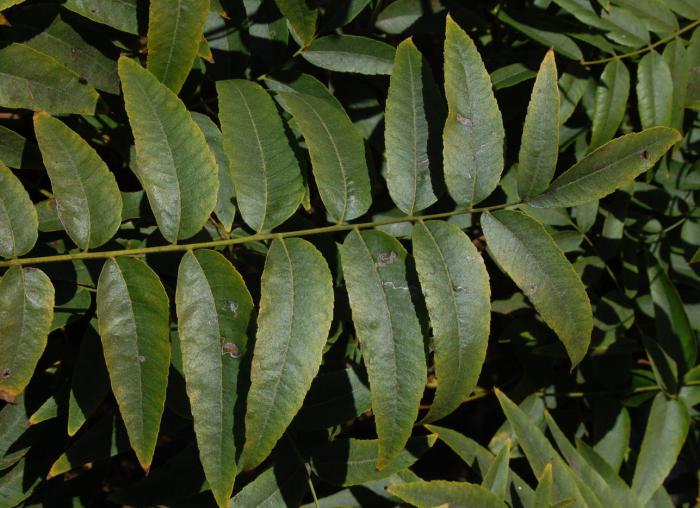 Plant photo of: Juglans californica