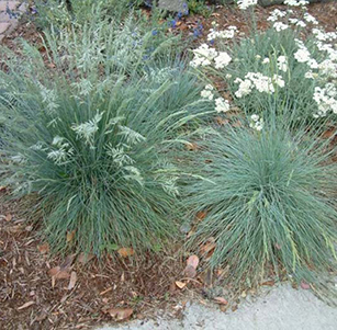 Ornamental Grasses & Clumping Plants