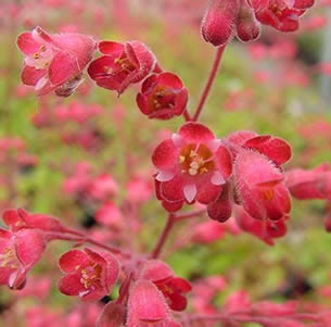 Low Water Perennials