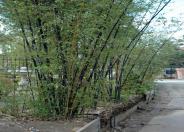 Black  Bamboo