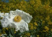 White Cloud Matilija Poppy
