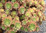 Kiwi Aeonium