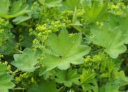 Lady's-Mantle