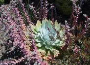 Dudleya