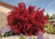 Ruby Glow Manuka Tea Tree