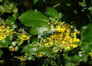 Oregon Grape