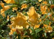 Sticky Monkey Flower